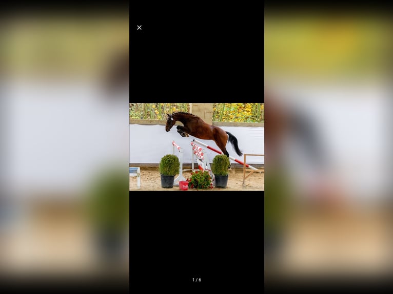 Slowaaks warmbloed Ruin 4 Jaar 165 cm Bruin in Svratouch