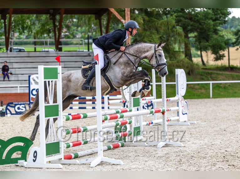 Slowaaks warmbloed Ruin 4 Jaar 170 cm Schimmel in Tyn nad Vltavou