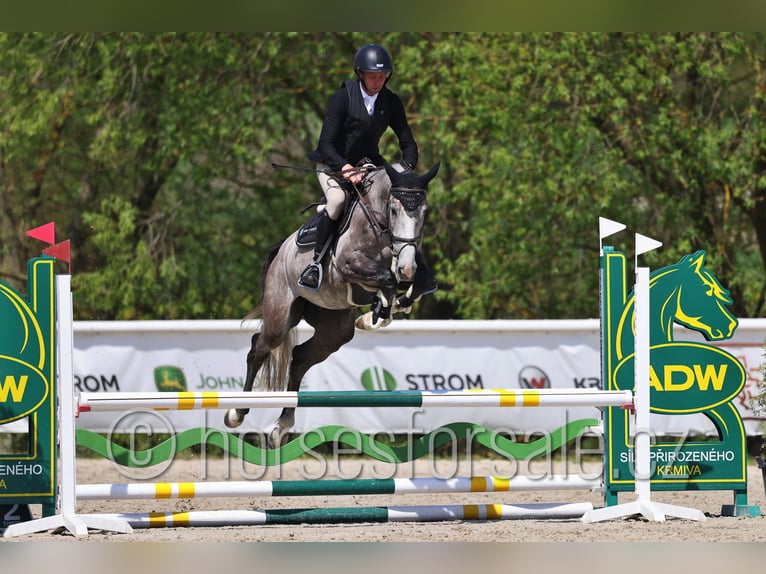 Slowaaks warmbloed Ruin 4 Jaar 170 cm Schimmel in Tyn nad Vltavou