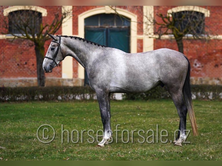 Slowaaks warmbloed Ruin 4 Jaar 170 cm Schimmel in Tyn nad Vltavou