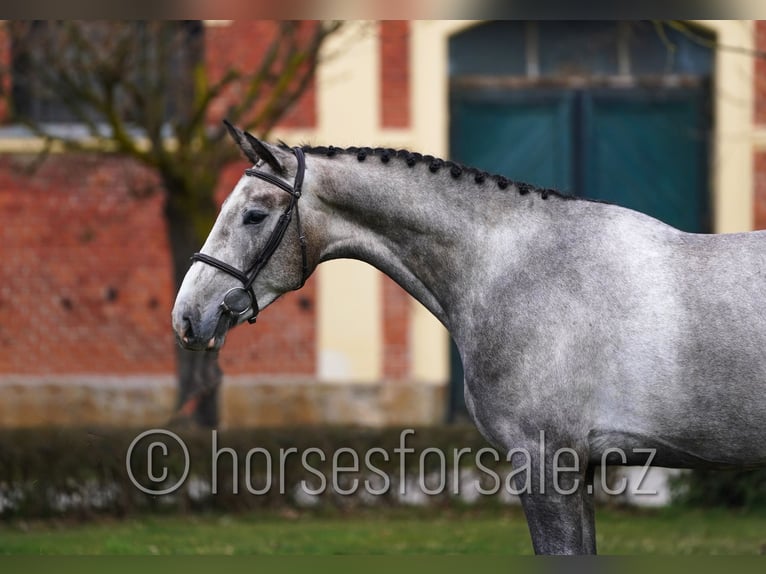 Slowaaks warmbloed Ruin 4 Jaar 170 cm Schimmel in Tyn nad Vltavou