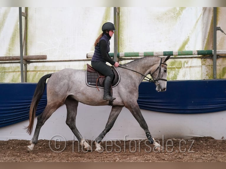 Slowaaks warmbloed Ruin 4 Jaar 170 cm Schimmel in Tyn nad Vltavou