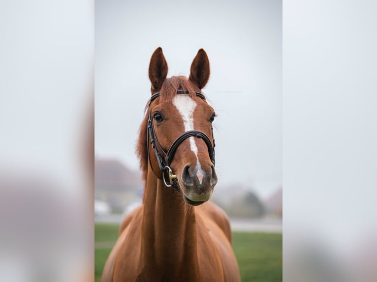 Slowaaks warmbloed Ruin 5 Jaar 165 cm Donkere-vos in Vígľaš