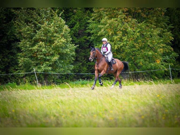 Slowaaks warmbloed Ruin 5 Jaar 174 cm Bruin in Traidendorf