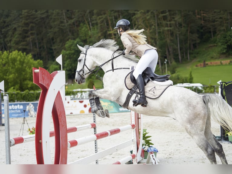 Slowaaks warmbloed Ruin 6 Jaar 165 cm Schimmel in Košice