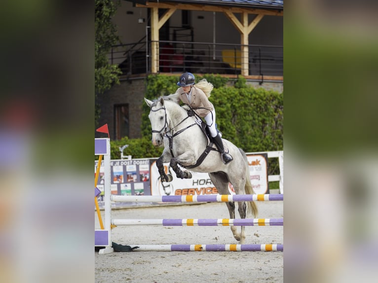 Slowaaks warmbloed Ruin 6 Jaar 165 cm Schimmel in Košice