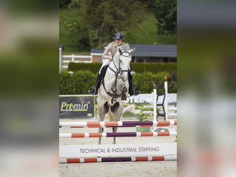 Slowaaks warmbloed Ruin 6 Jaar 165 cm Schimmel in Košice