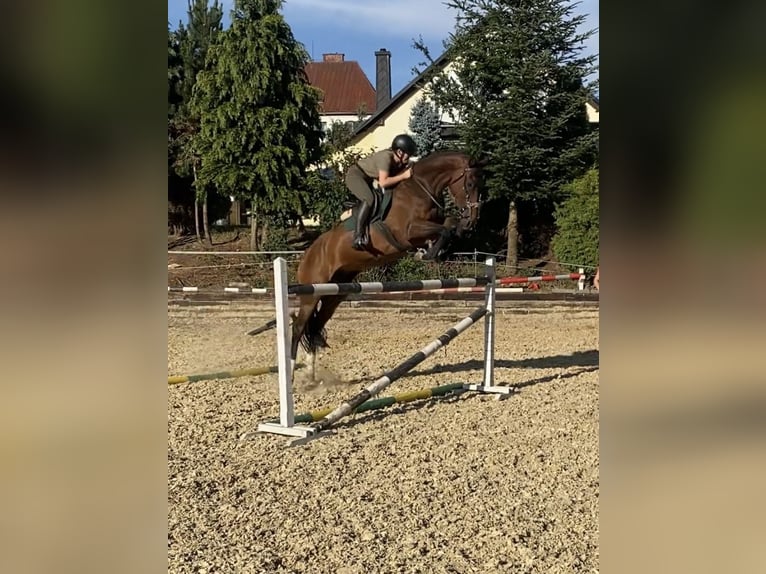 Slowaaks warmbloed Ruin 7 Jaar 165 cm Roodbruin in Světlá Hora
