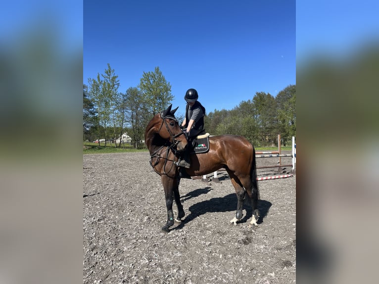 Slowaaks warmbloed Ruin 7 Jaar 167 cm Roodbruin in Světlá Hora