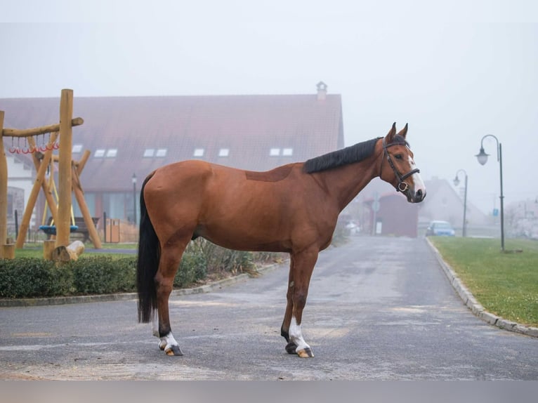 Slowaaks warmbloed Ruin 7 Jaar 170 cm Roodbruin in Prague