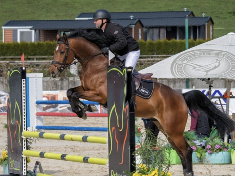 Slowaaks warmbloed Ruin 8 Jaar 162 cm in Prešov