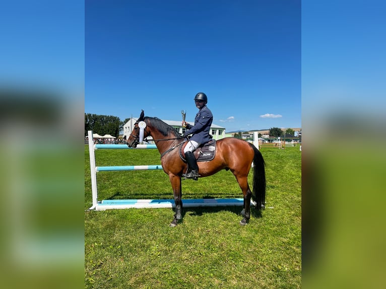 Slowaaks warmbloed Ruin 8 Jaar 162 cm in Prešov