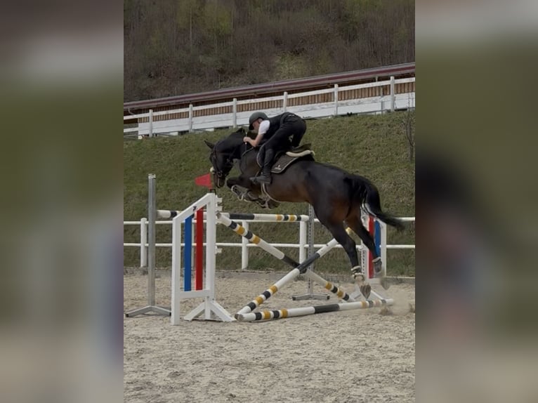 Slowaaks warmbloed Ruin 8 Jaar 180 cm Donkerbruin in Schladming