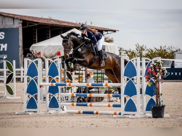 Slowaaks warmbloed Ruin 8 Jaar 180 cm Donkerbruin in Lassing