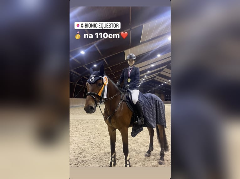 Slowaaks warmbloed Ruin 9 Jaar 165 cm Roodbruin in Belgrade