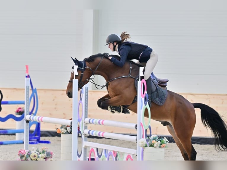 Slowaaks warmbloed Ruin 9 Jaar 165 cm Roodbruin in Belgrade