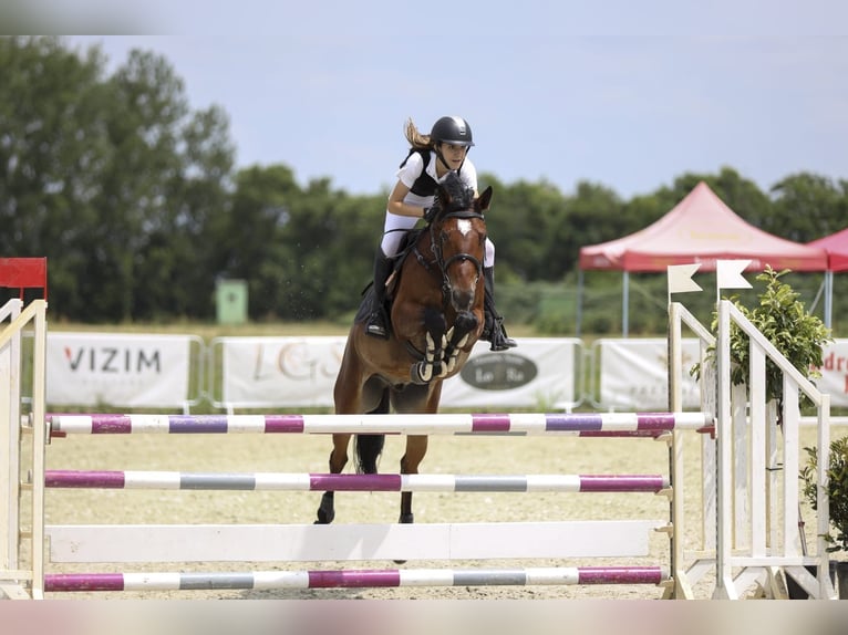 Slowaaks warmbloed Ruin 9 Jaar 165 cm Roodbruin in Belgrade