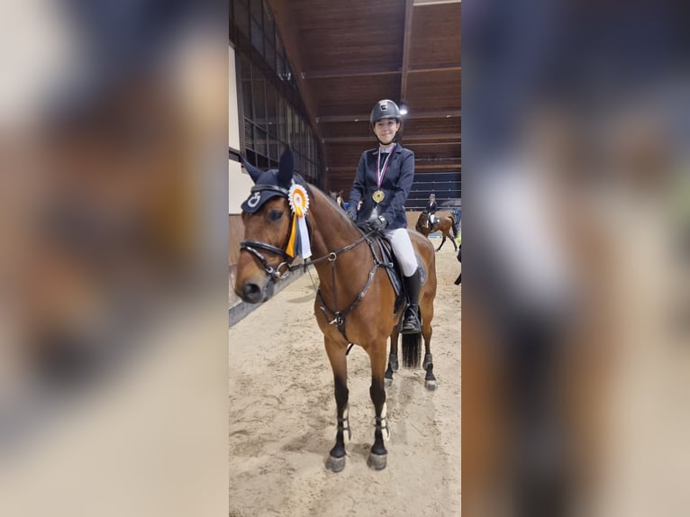 Slowaaks warmbloed Ruin 9 Jaar 165 cm Roodbruin in Belgrade