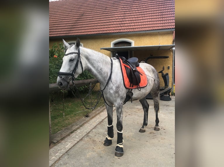 Słowacki koń gorącokrwisty Klacz 11 lat 162 cm Siwa in PöllauPöllau