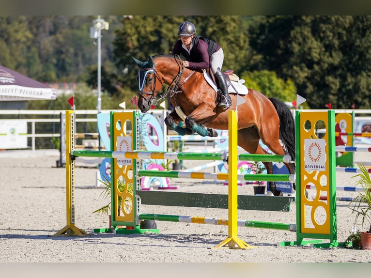 Słowacki koń gorącokrwisty Klacz 6 lat 166 cm Gniada in Presov