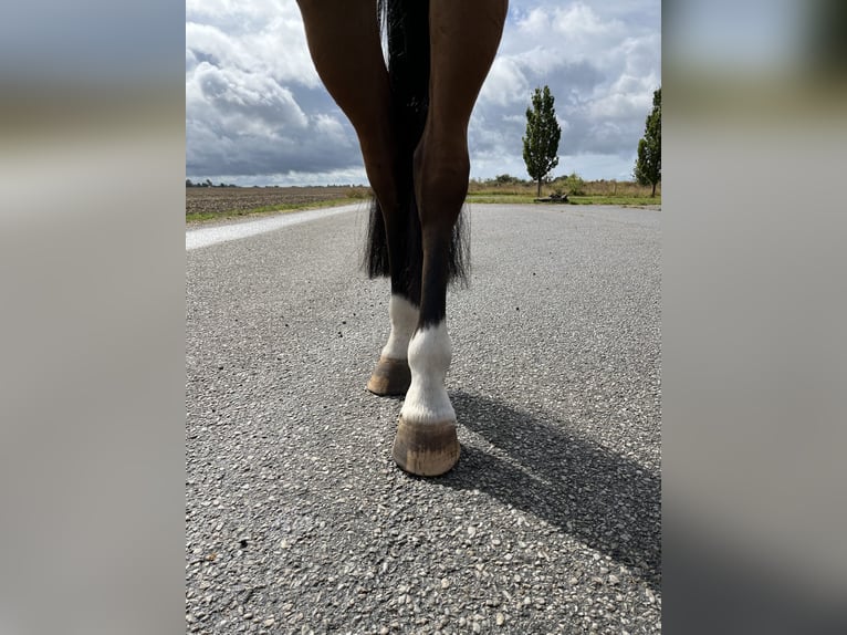 Słowacki koń gorącokrwisty Klacz 8 lat 165 cm Gniada in Bocholt