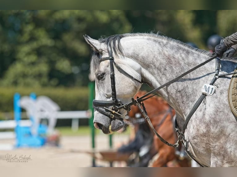 Słowacki koń gorącokrwisty Wałach 8 lat 166 cm Siwa in Drisy