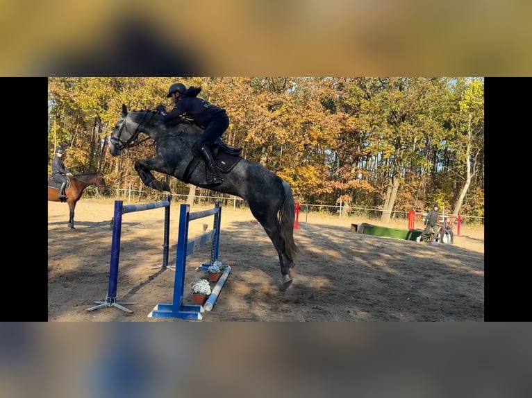 Słowacki koń gorącokrwisty Wałach 8 lat 170 cm Siwa in Mladá Boleslav