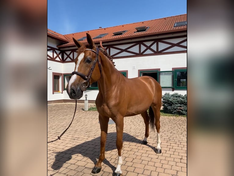 Słowacki koń gorącokrwisty Wałach 9 lat 168 cm Ciemnokasztanowata in Trenčín