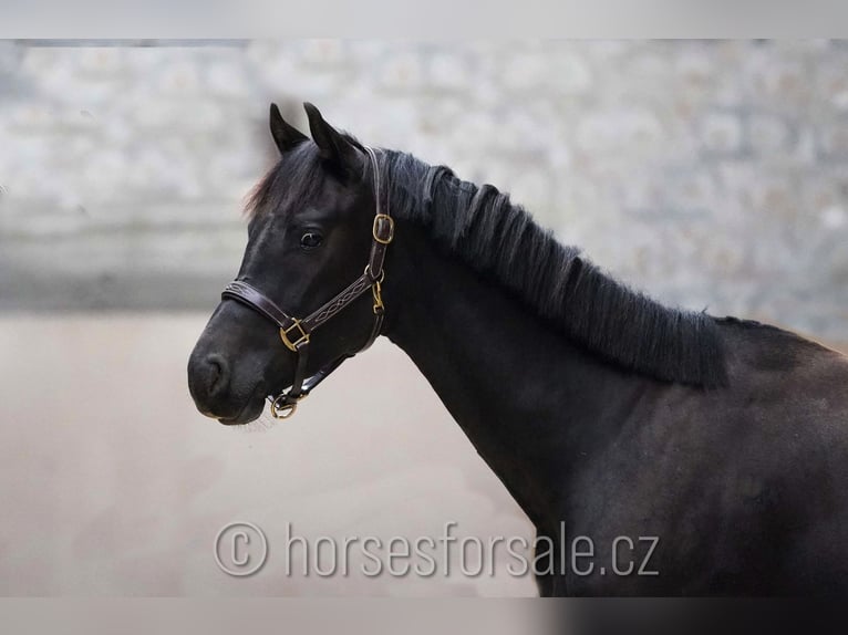 Slowakisches Warmblut Hengst 3 Jahre 157 cm Rappe in Votice