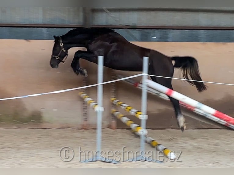 Slowakisches Warmblut Hengst 3 Jahre 157 cm Rappe in Votice