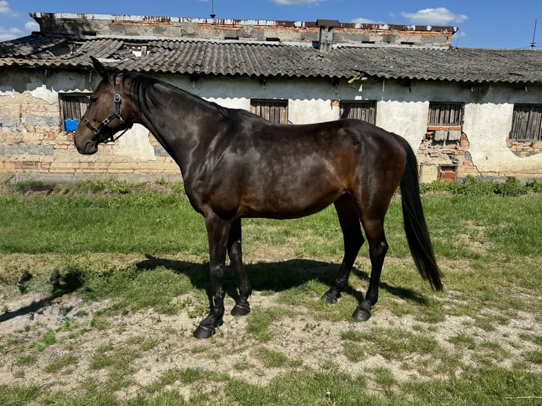 Slowakisches Warmblut Stute 10 Jahre 165 cm Rotbrauner in Slovakia
