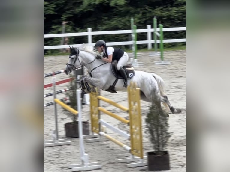 Slowakisches Warmblut Stute 10 Jahre 165 cm Schimmel in Košice