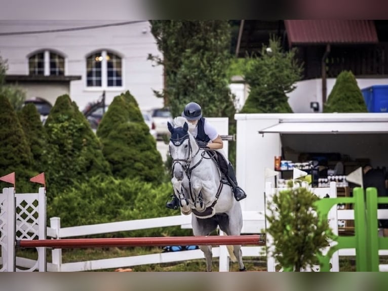 Slowakisches Warmblut Stute 10 Jahre 165 cm Schimmel in Košice