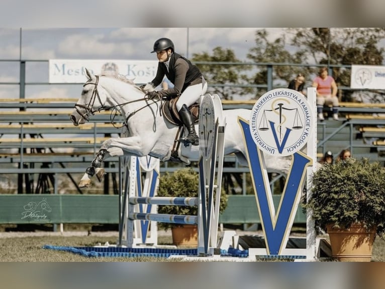 Slowakisches Warmblut Stute 10 Jahre 165 cm Schimmel in Košice