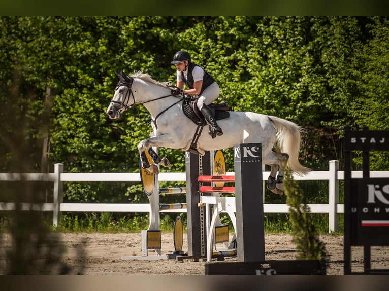Slowakisches Warmblut Stute 10 Jahre 165 cm Schimmel in Košice