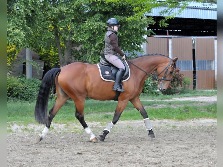 Slowakisches Warmblut Stute 10 Jahre 172 cm Brauner in Schattendorf
