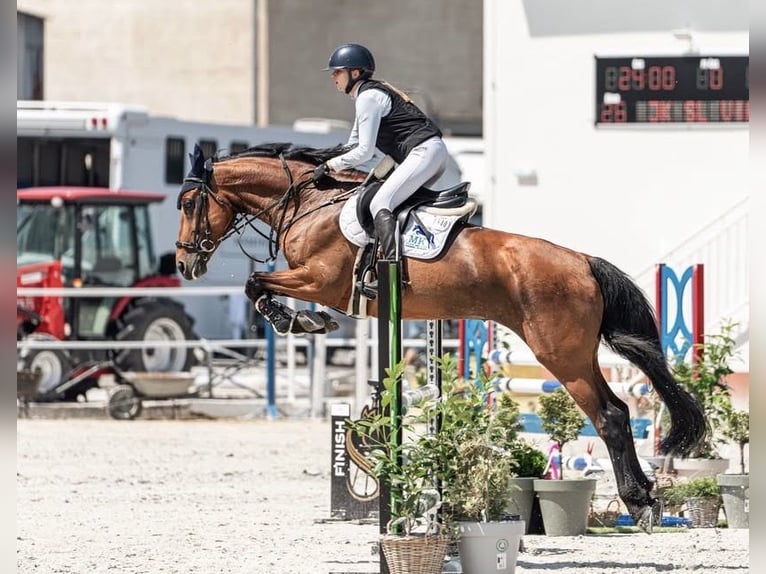 Slowakisches Warmblut Stute 10 Jahre Brauner in Spisska Nova Ves