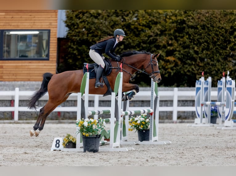 Slowakisches Warmblut Stute 11 Jahre 165 cm Brauner in Lite&#x148;