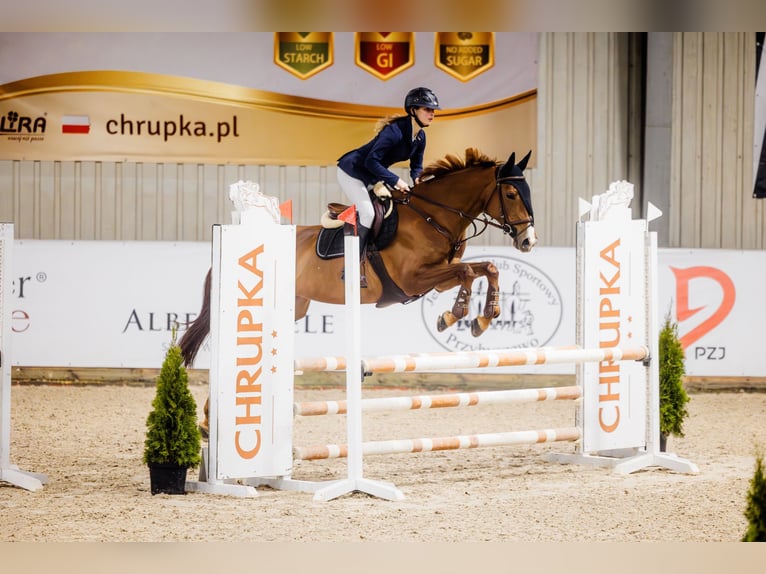 Slowakisches Warmblut Stute 11 Jahre 165 cm Fuchs in Orzesze
