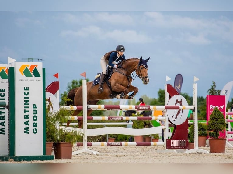 Slowakisches Warmblut Stute 11 Jahre 169 cm Dunkelfuchs in Prag