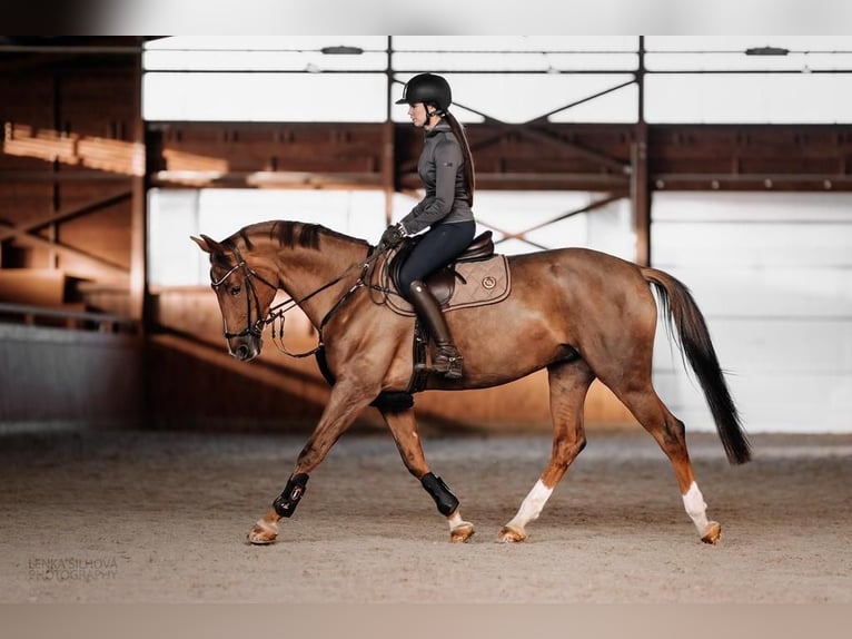 Slowakisches Warmblut Stute 11 Jahre 169 cm Dunkelfuchs in Prag