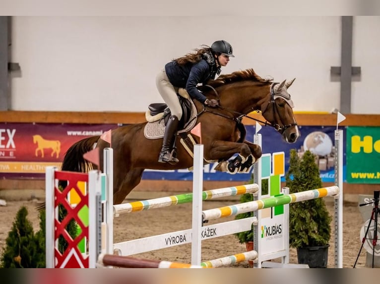 Slowakisches Warmblut Stute 11 Jahre 169 cm Dunkelfuchs in Prag