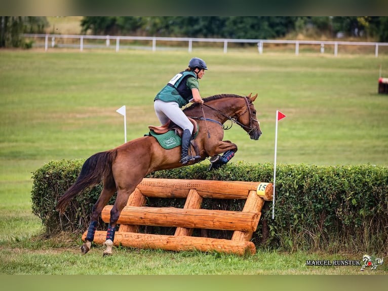 Slowakisches Warmblut Stute 11 Jahre 169 cm Dunkelfuchs in Su&#x161;ice