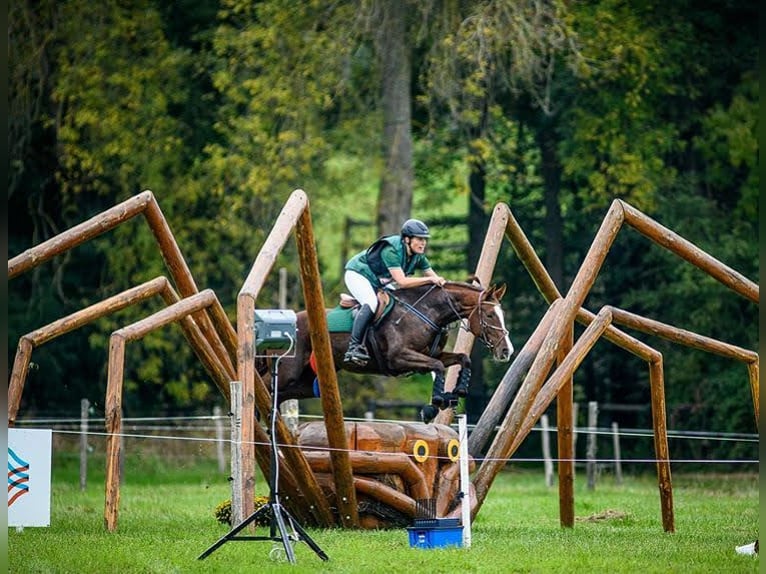 Slowakisches Warmblut Stute 11 Jahre 169 cm Dunkelfuchs in Su&#x161;ice