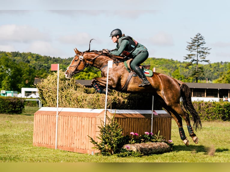 Slowakisches Warmblut Stute 11 Jahre 169 cm Dunkelfuchs in Su&#x161;ice