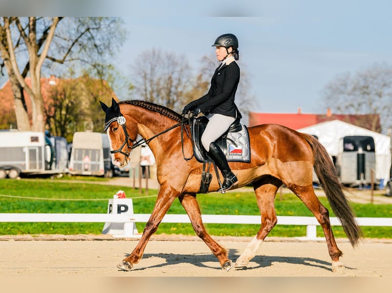 Slowakisches Warmblut Stute 11 Jahre 169 cm Dunkelfuchs in Su&#x161;ice