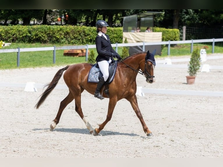 Slowakisches Warmblut Stute 11 Jahre 169 cm Dunkelfuchs in Su&#x161;ice