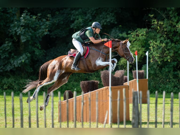 Slowakisches Warmblut Stute 11 Jahre 169 cm Dunkelfuchs in Su&#x161;ice