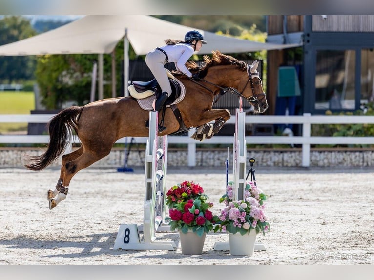 Slowakisches Warmblut Stute 11 Jahre 169 cm Fuchs in Prag