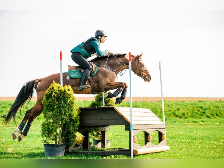 Slowakisches Warmblut Stute 12 Jahre 169 cm Dunkelfuchs in Susice